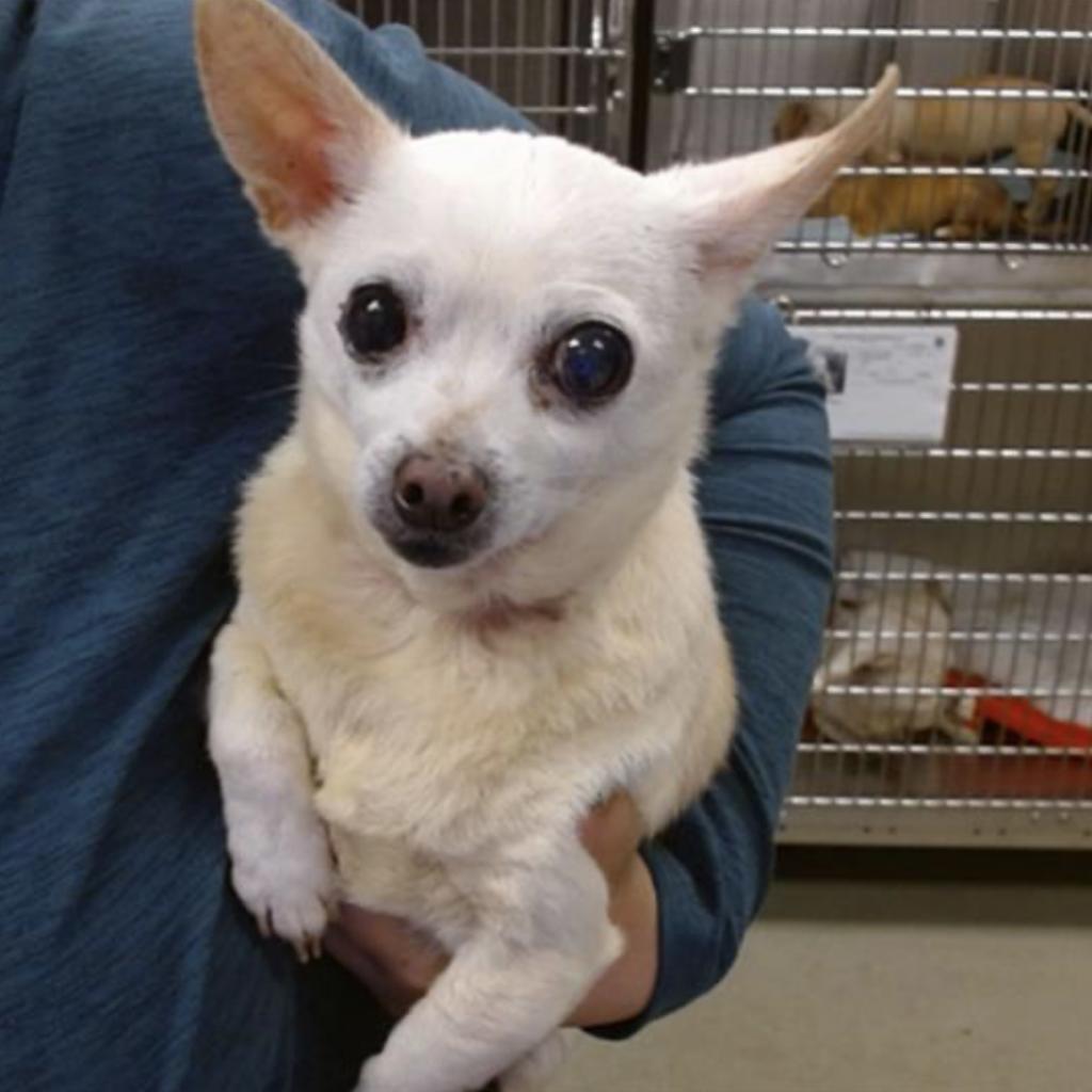 Enlarge Cider, a Adoptable Chihuahua in Pacific Grove, CA image 2/6