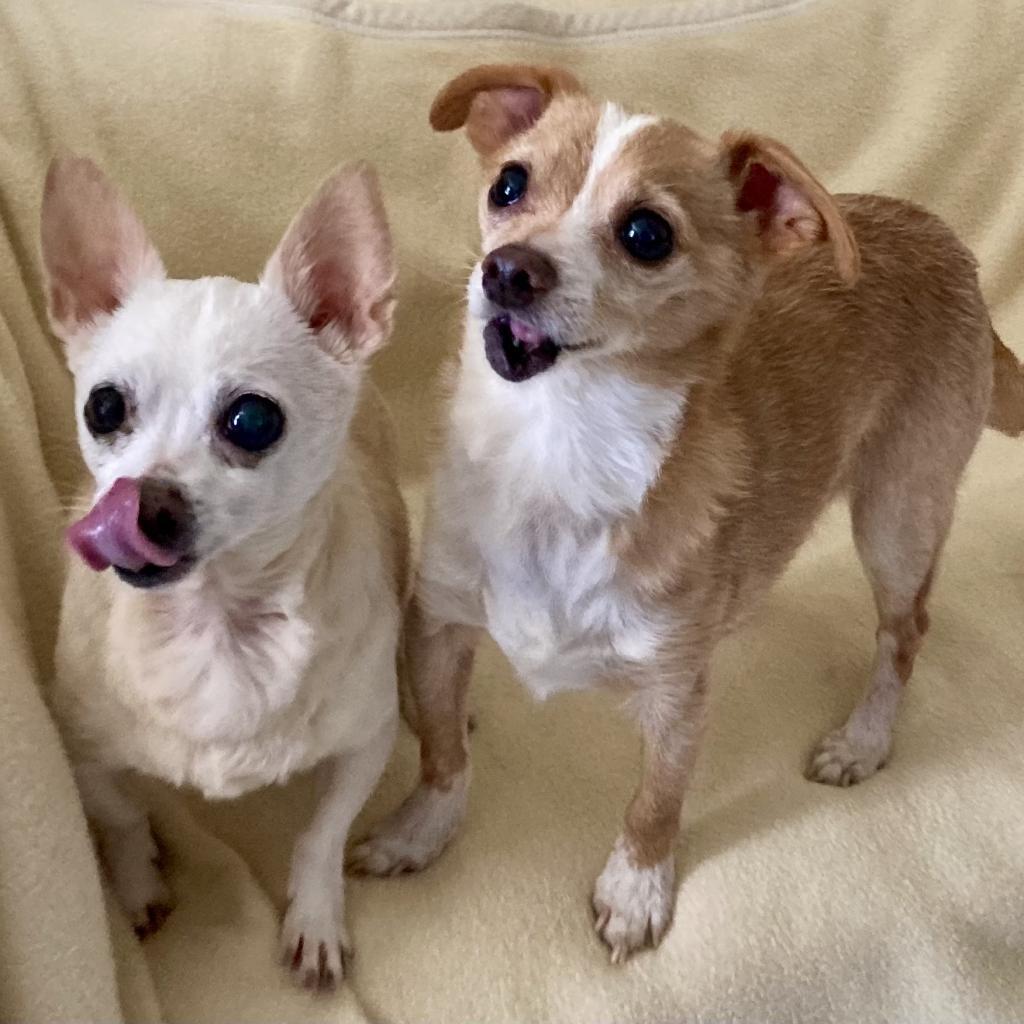 Enlarge Cider, a Adoptable Chihuahua in Pacific Grove, CA image 4/6