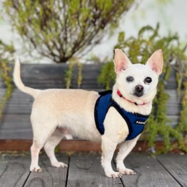 Enlarge Cider, a Adoptable Chihuahua in Pacific Grove, CA image 5/6
