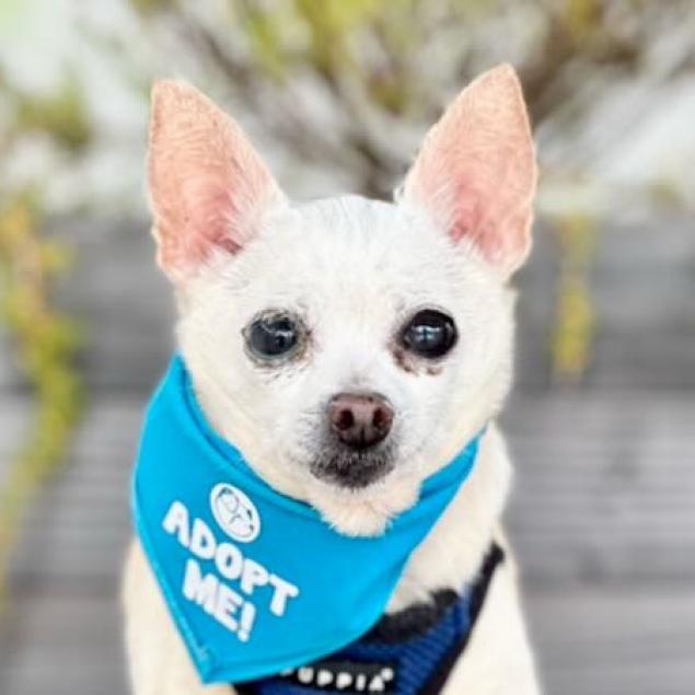 Cider, a Adoptable Chihuahua in Pacific Grove, CA image 6/6