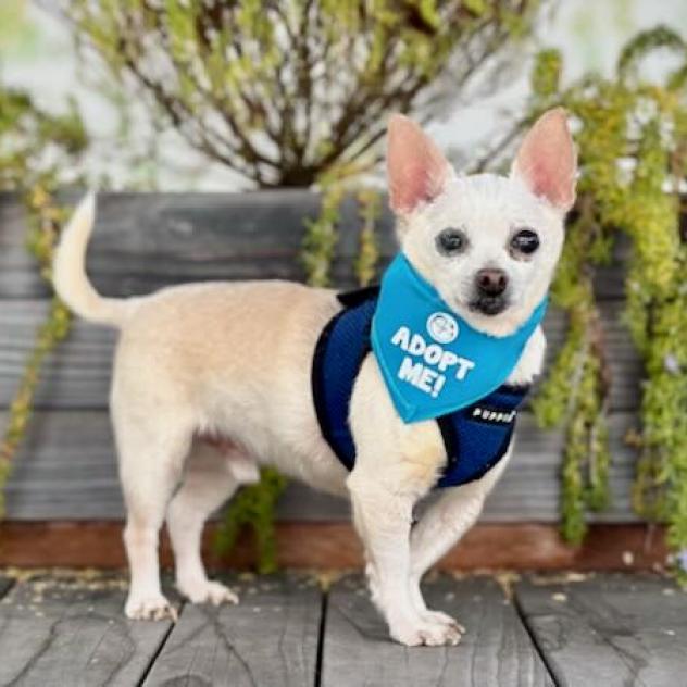 Enlarge Cider, a Adoptable Chihuahua in Pacific Grove, CA image 6/6