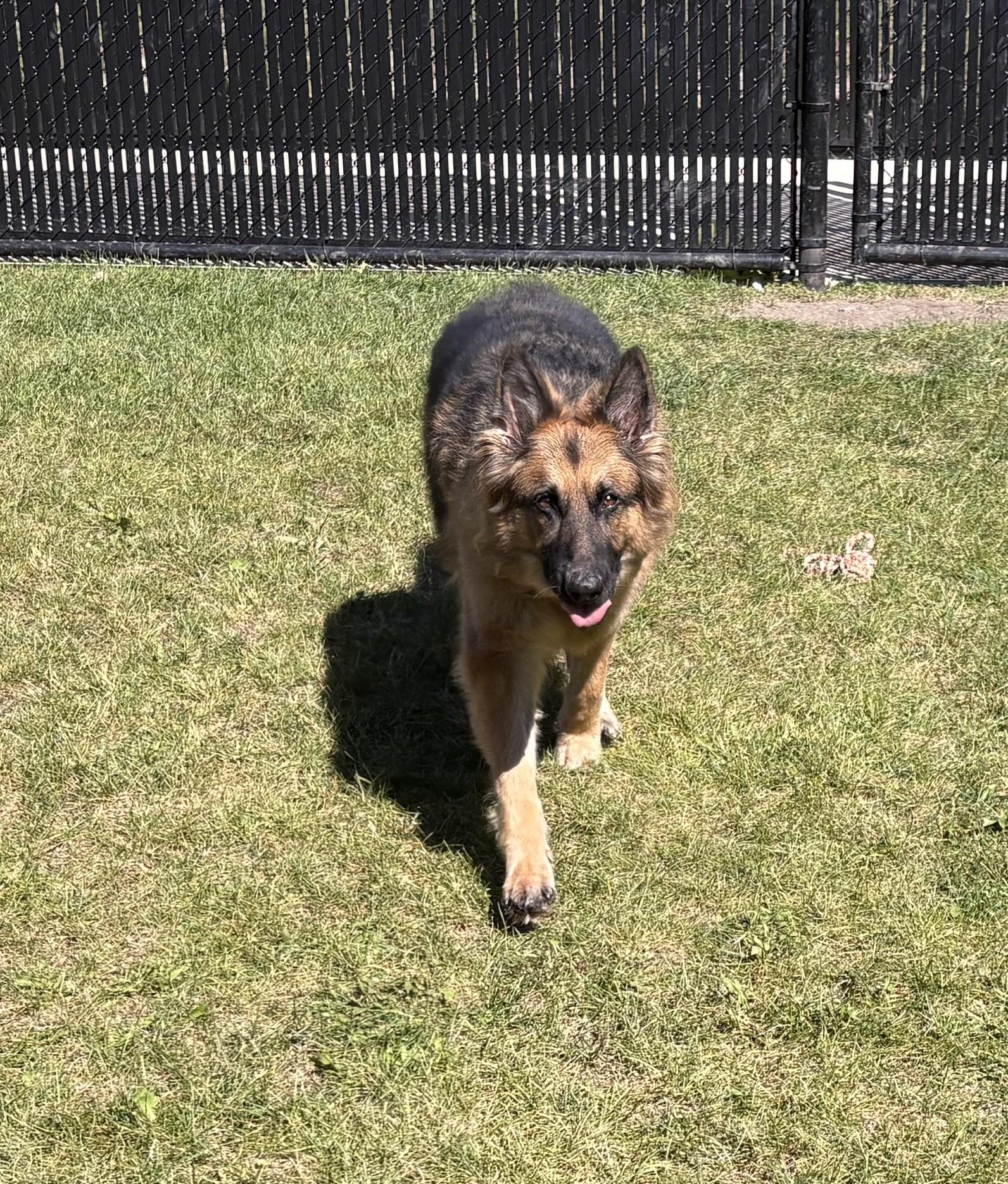 Enlarge Siggi, a Adoptable German Shepherd Dog in Kankakee, IL image 2/2