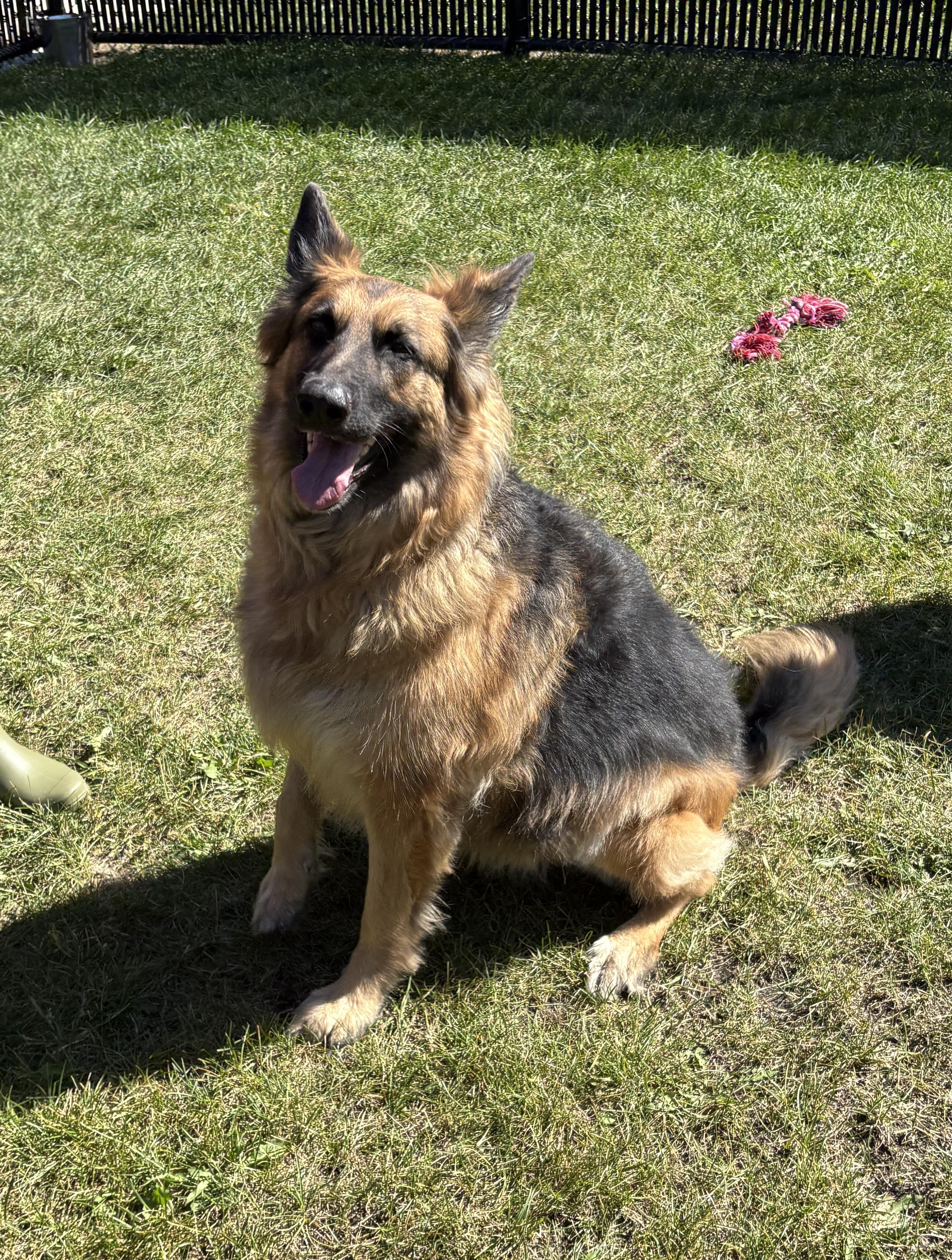 Enlarge Siggi, a Adoptable German Shepherd Dog in Kankakee, IL image 1/2