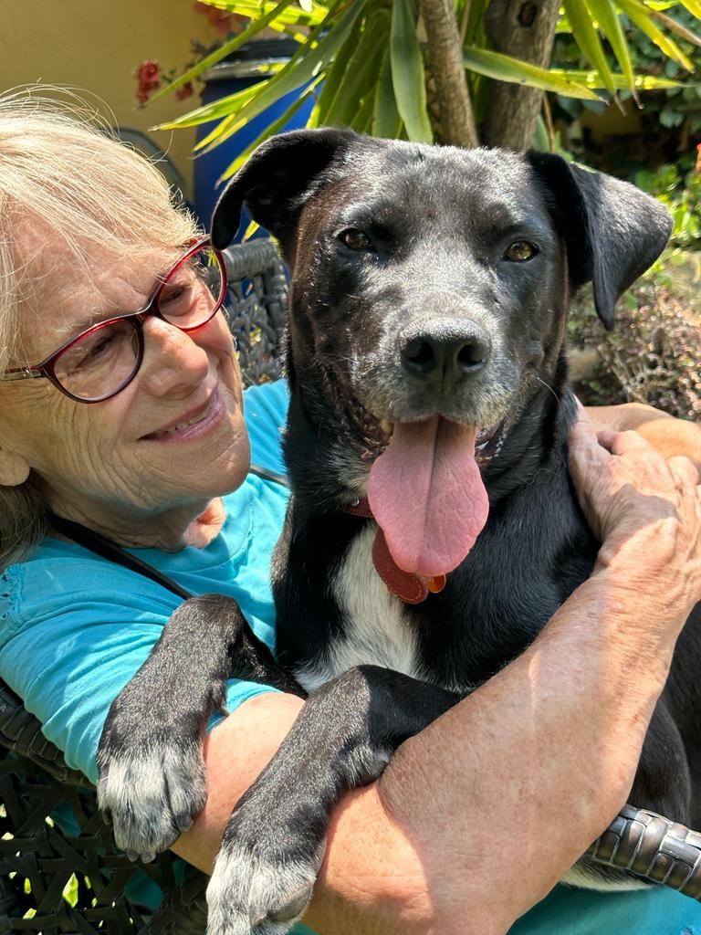 Manny, a Adoptable mixed breed in Sherwood, OR image 1/10