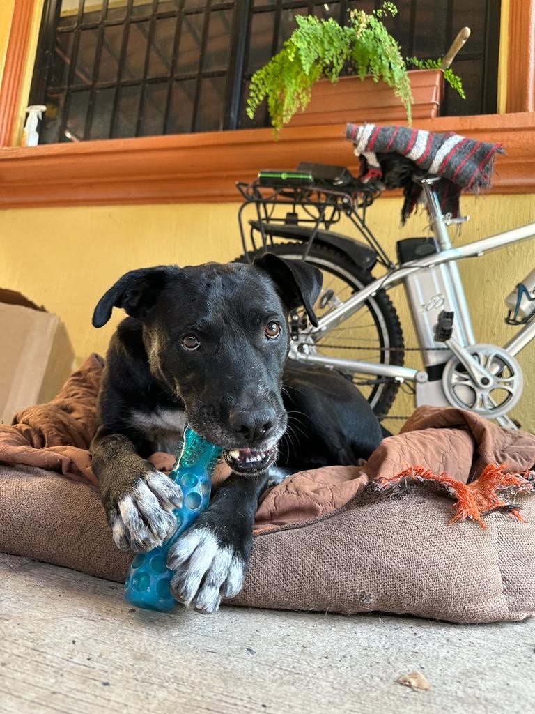 Manny, a Adoptable mixed breed in Sherwood, OR image 4/10