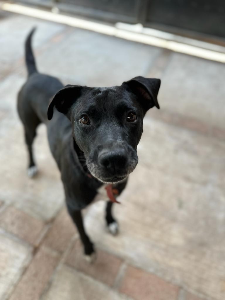Manny, a Adoptable mixed breed in Sherwood, OR image 5/10