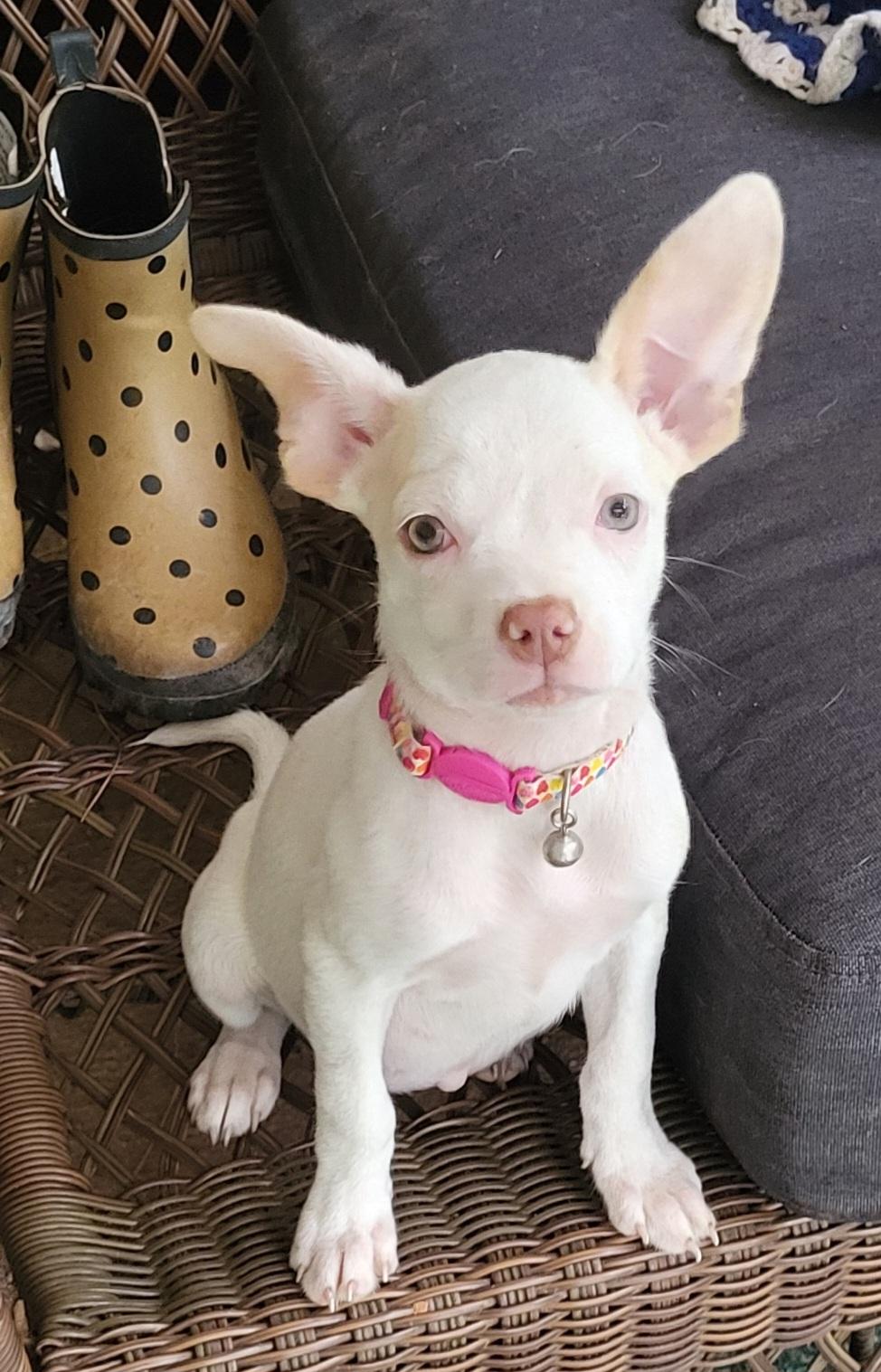 Dobbi, ADOPTABLE, Puppy Female Chihuahua & Boxer.