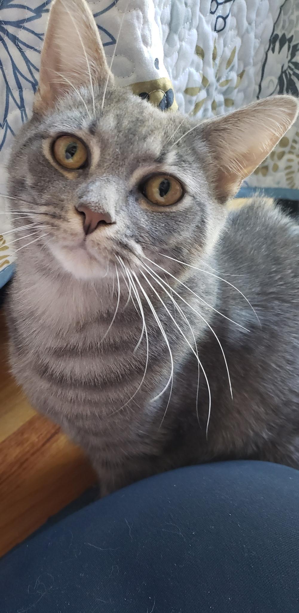 Enlarge Sylvia, a ADOPTABLE American Shorthair in Springfield, MA image 1/1