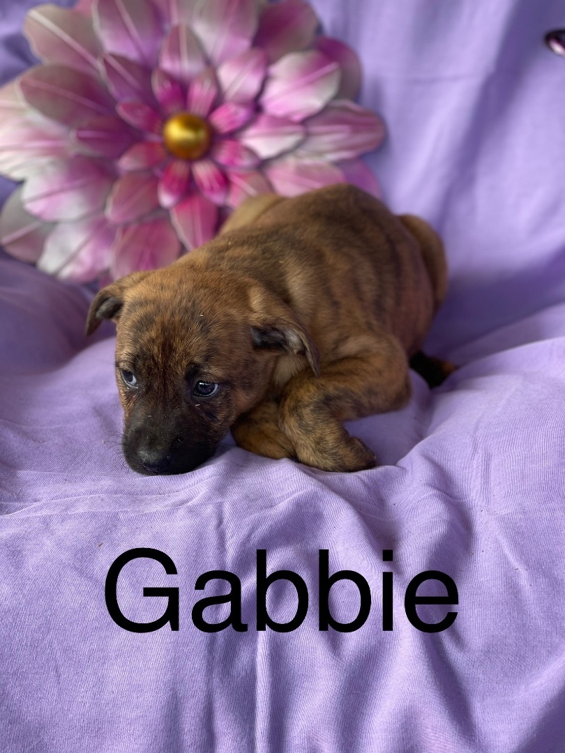 Gabbie, Adopted, Puppy Female Boxer.