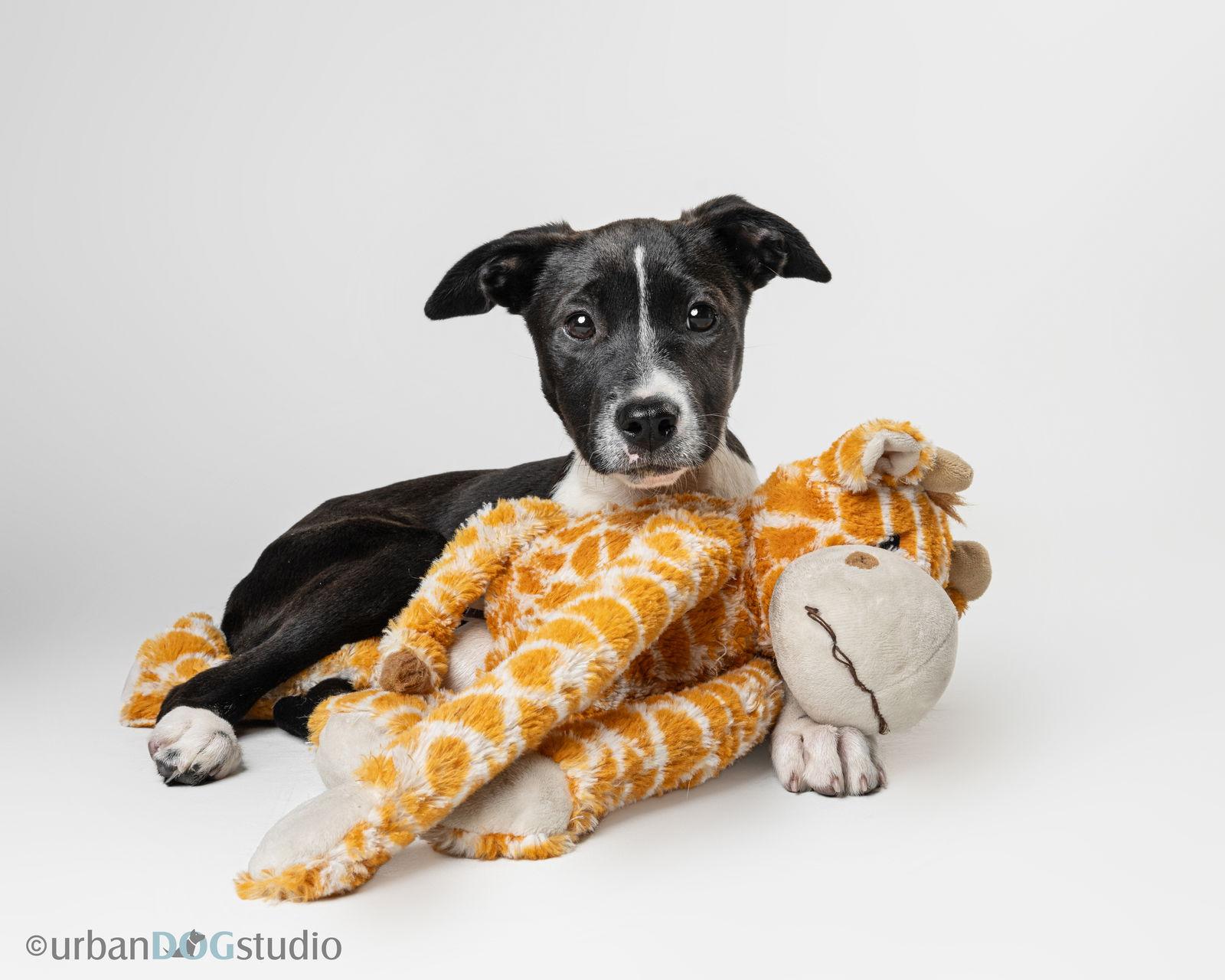 Domino - M, a Adopted mixed breed in Tampa, FL image 1/3