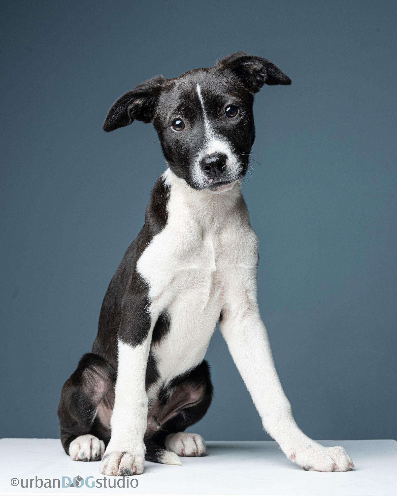 Domino - M, a Adopted mixed breed in Tampa, FL image 2/3