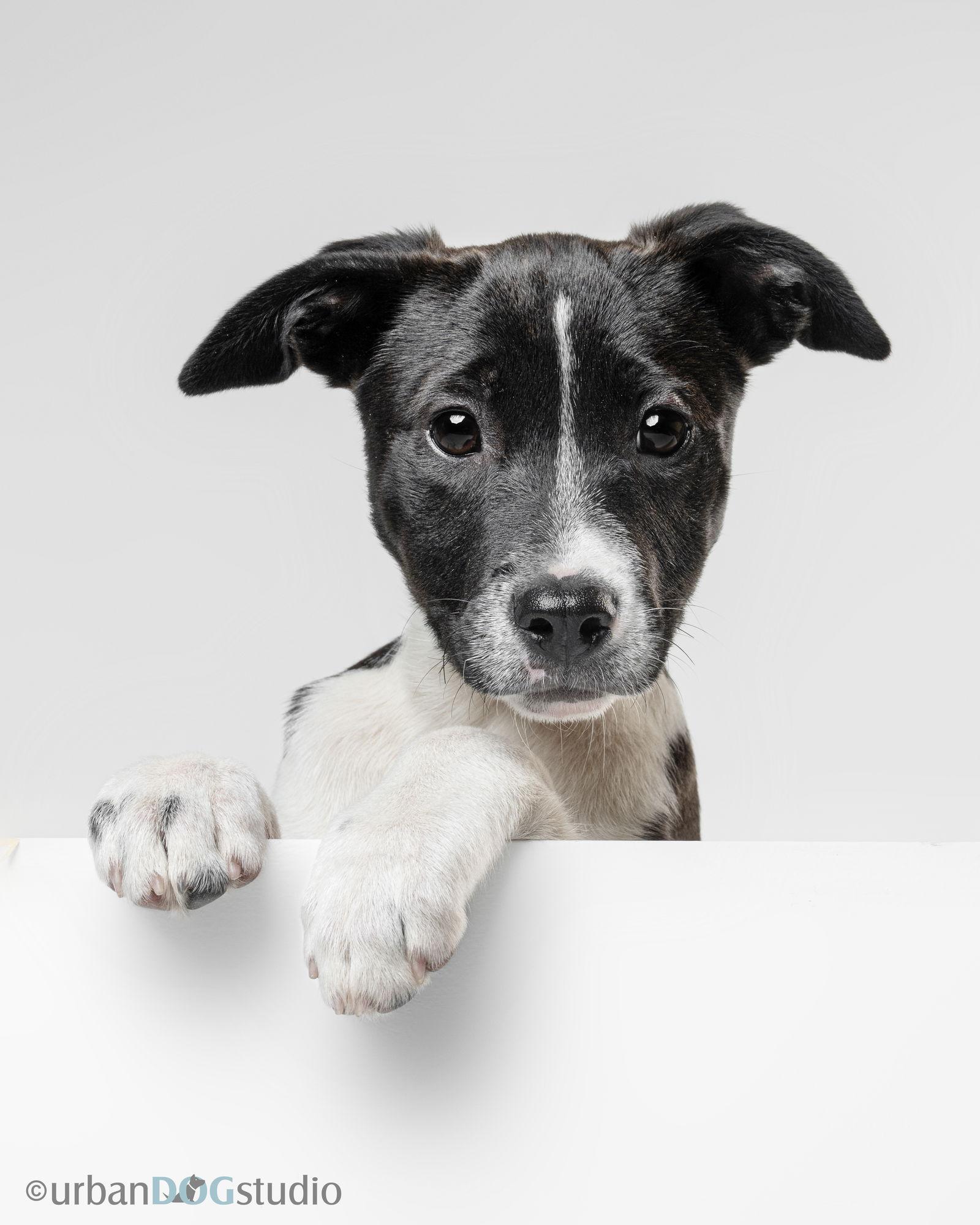 Domino - M, a Adopted mixed breed in Tampa, FL image 3/3