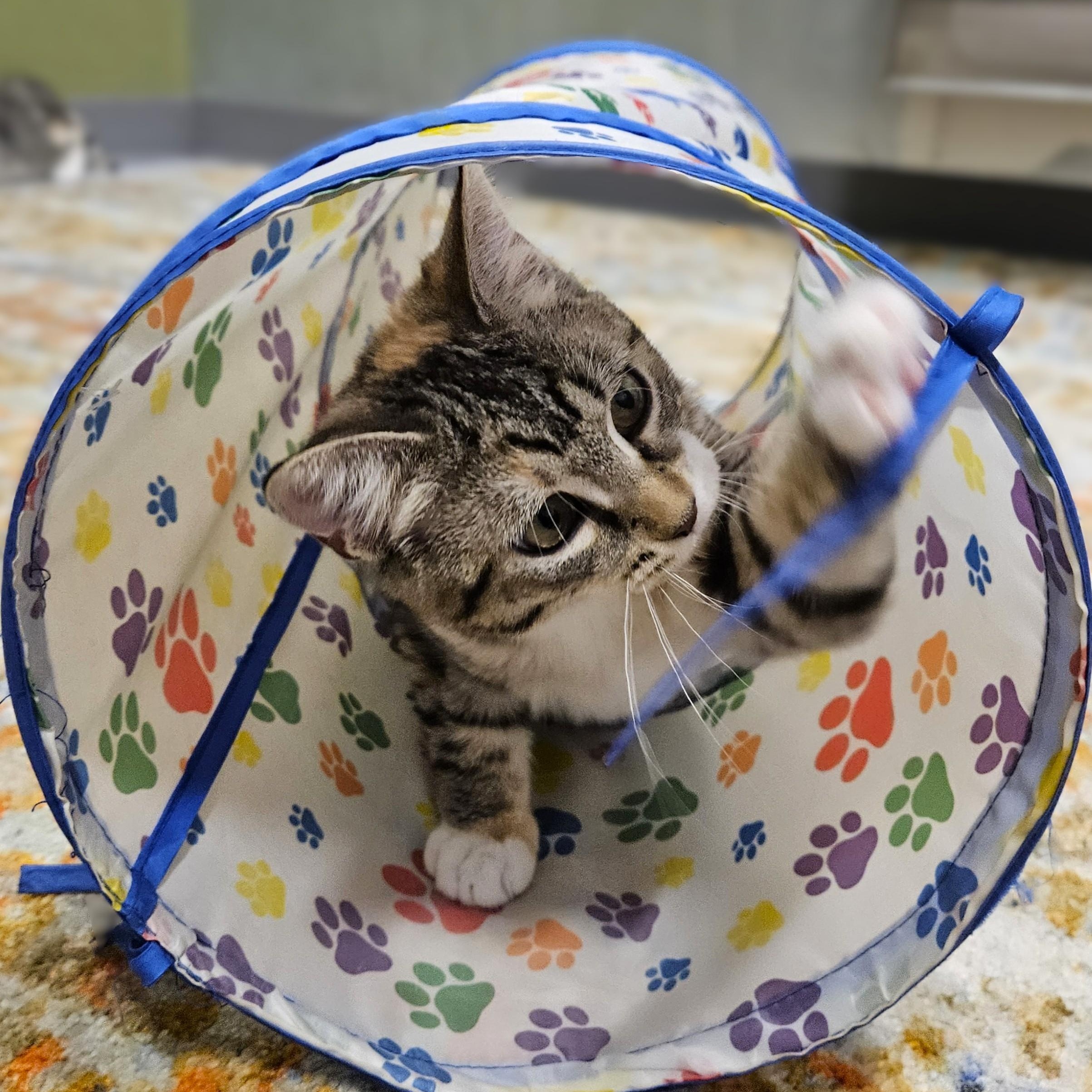 Enlarge Marie, a ADOPTABLE Domestic Short Hair in Endicott, NY image 3/5