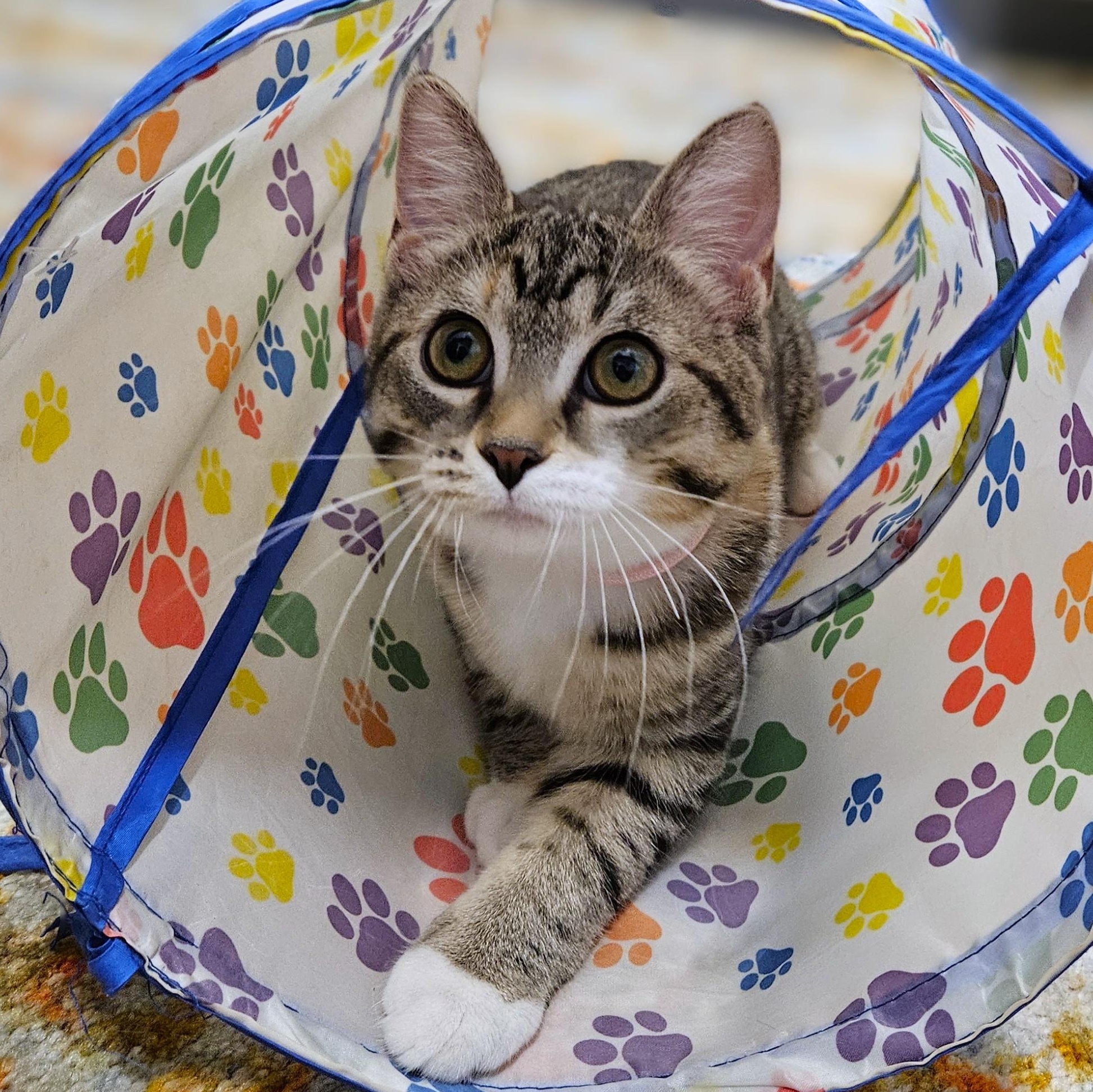 Marie, ADOPTABLE, Kitten Female Domestic Short Hair.