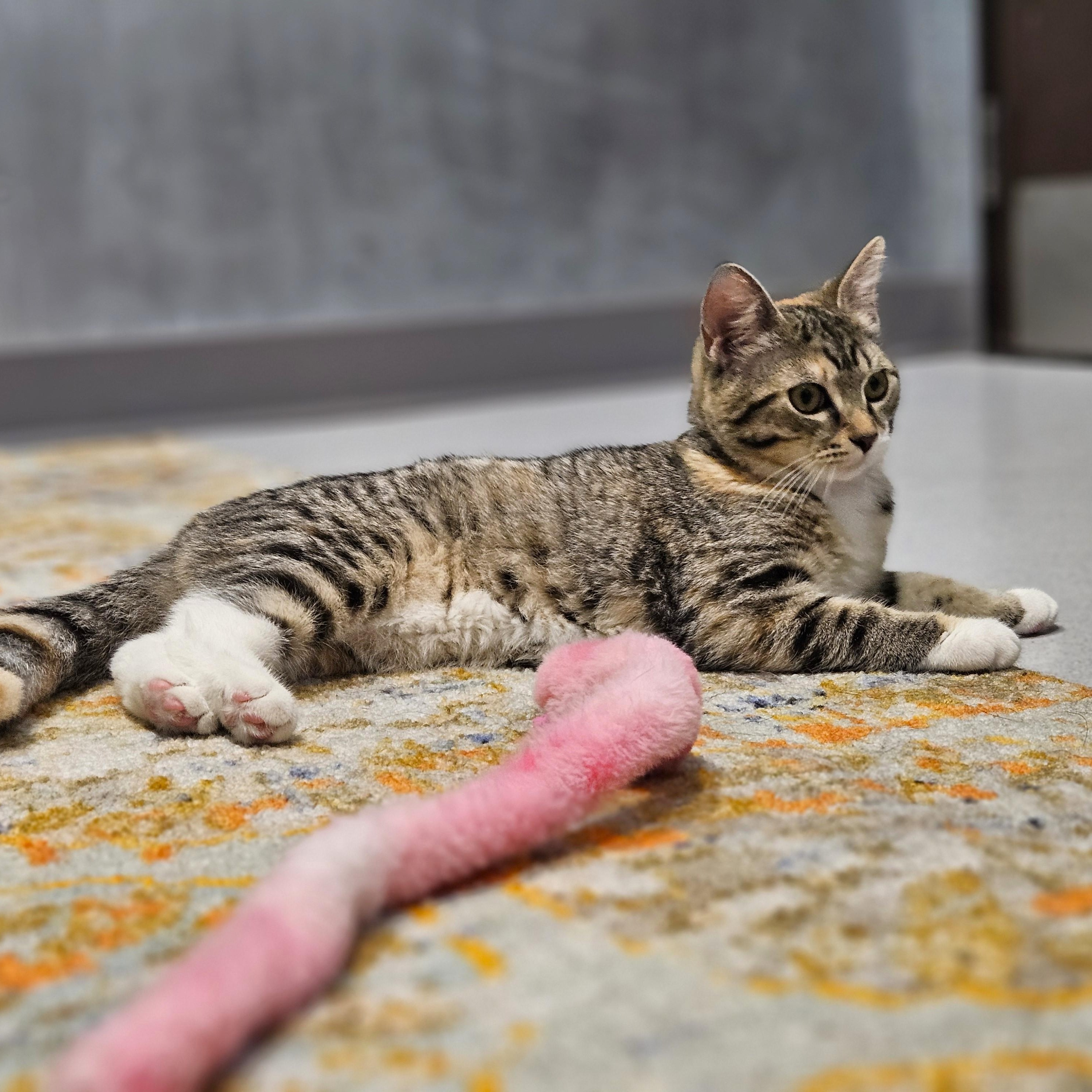 Enlarge Marie, a ADOPTABLE Domestic Short Hair in Endicott, NY image 4/5