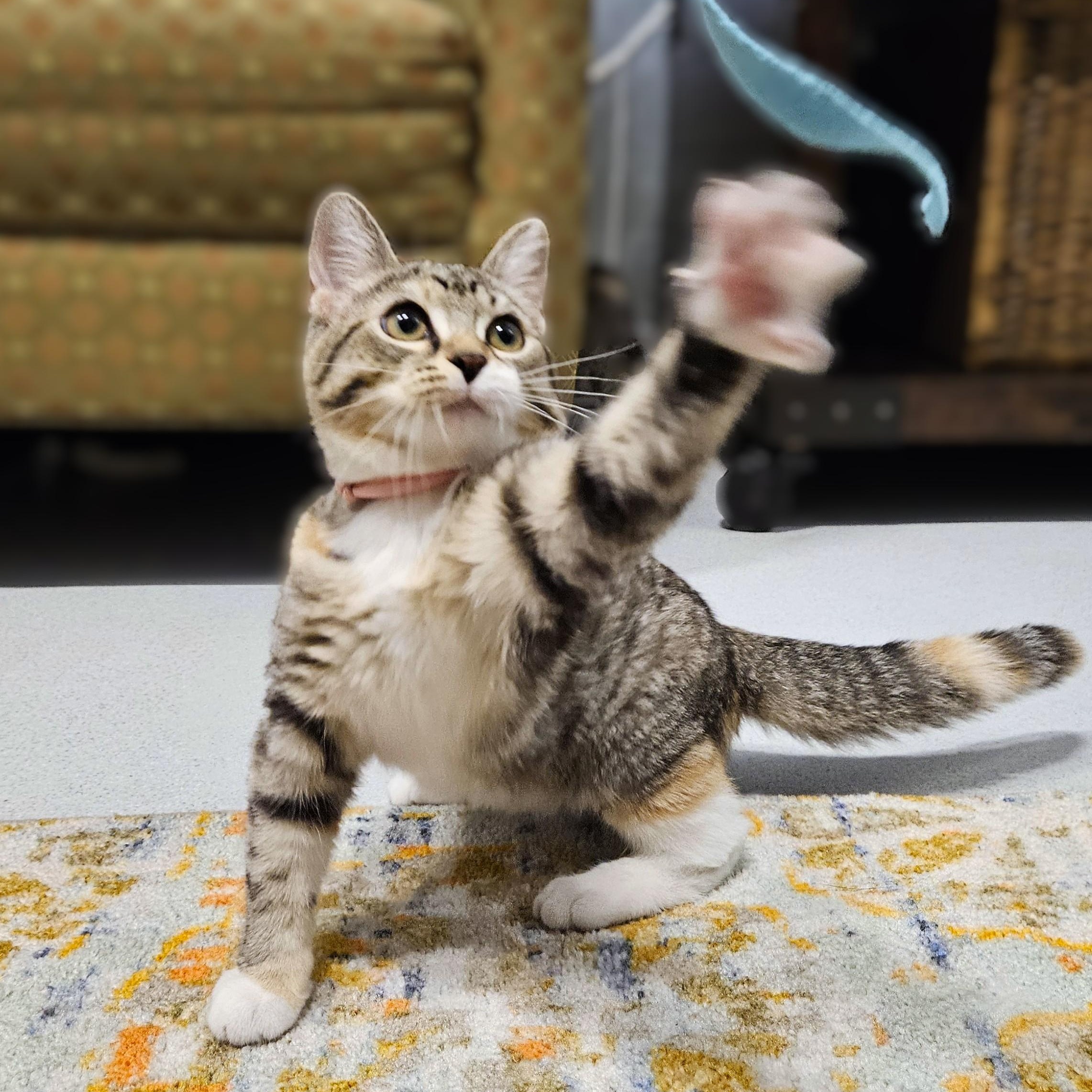 Enlarge Marie, a ADOPTABLE Domestic Short Hair in Endicott, NY image 2/5