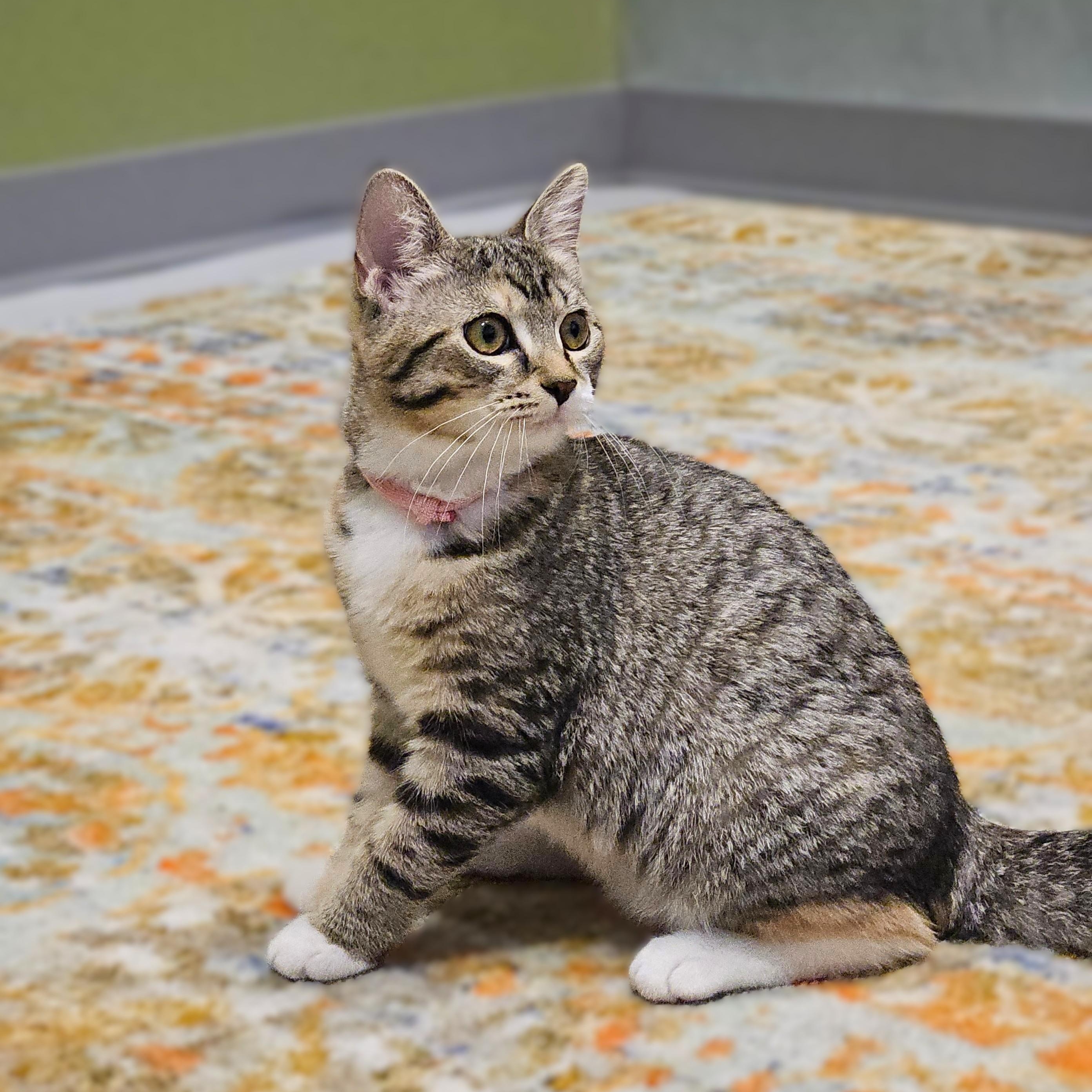 Enlarge Marie, a ADOPTABLE Domestic Short Hair in Endicott, NY image 5/5