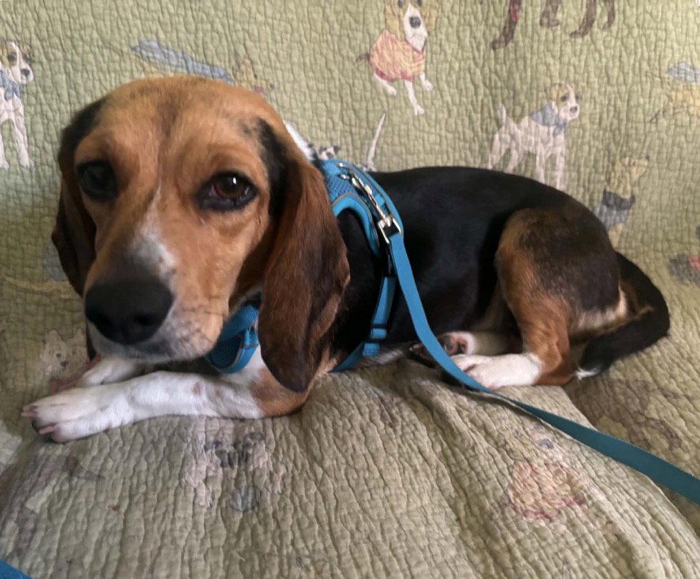 Ginger, Adopted, Young Female Beagle.
