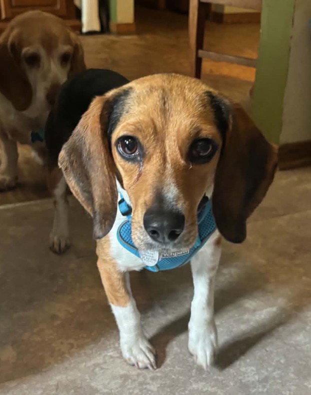 Ginger, a Adopted Beagle in Brookville, OH image 2/2