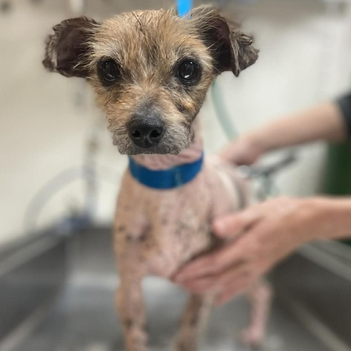 Enlarge COCO , a ADOPTABLE Chinese Crested Dog in Marana, AZ image 3/3
