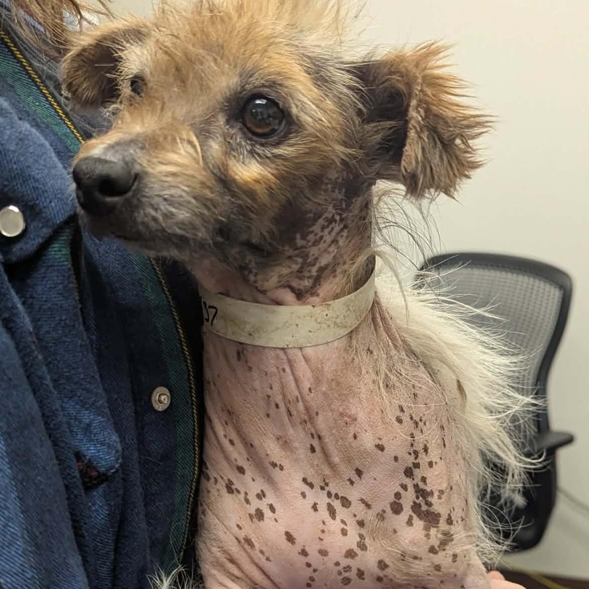 Enlarge COCO , a ADOPTABLE Chinese Crested Dog in Marana, AZ image 2/3