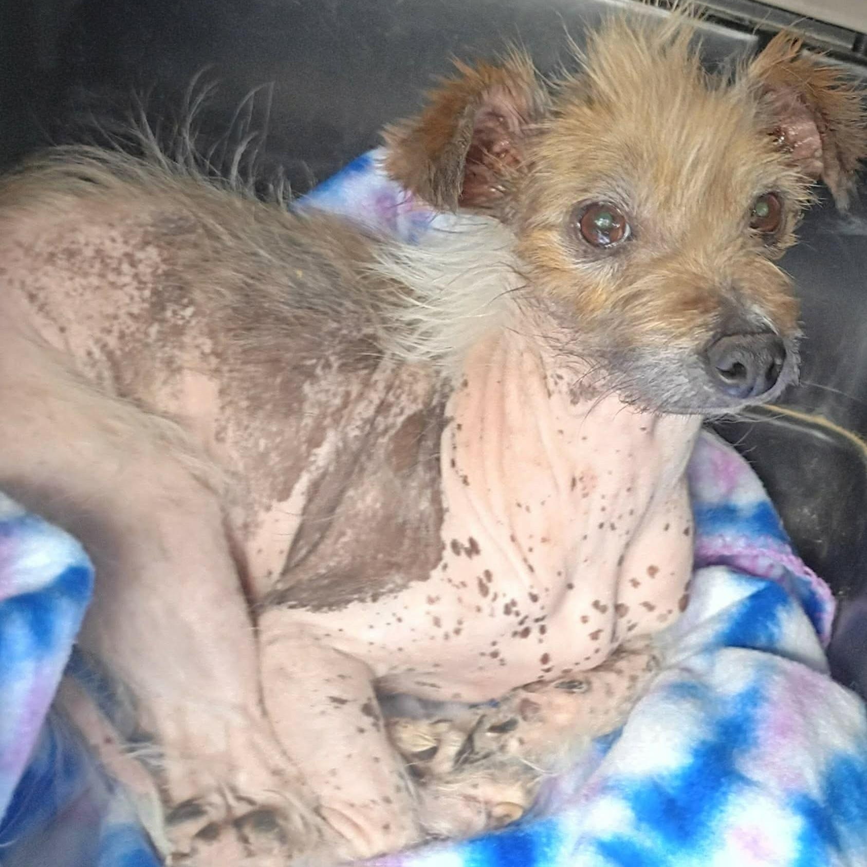 Enlarge COCO , a ADOPTABLE Chinese Crested Dog in Marana, AZ image 1/3