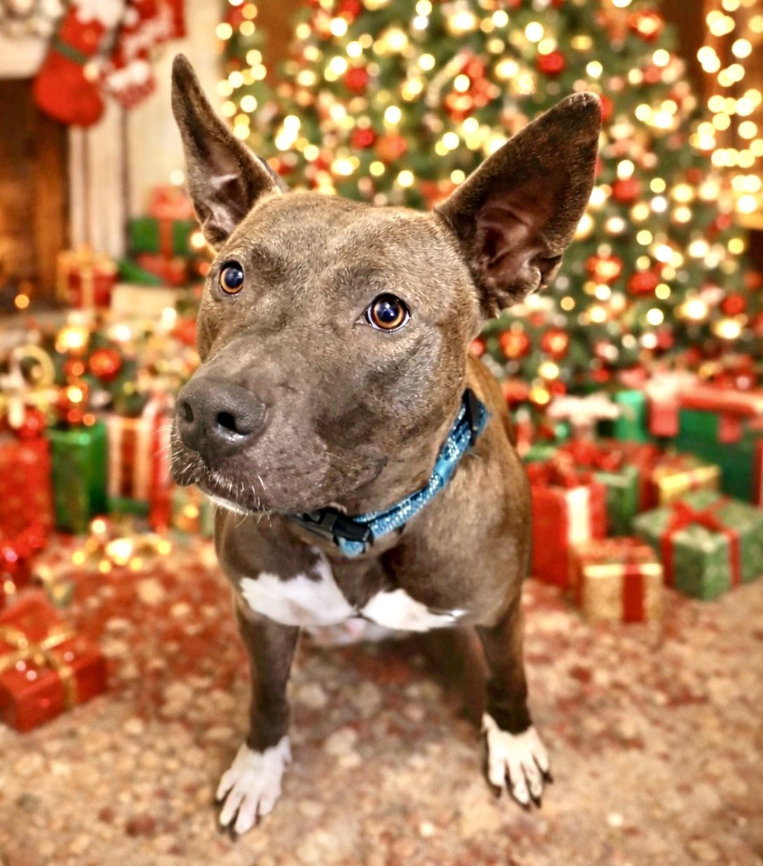 Enlarge Bella, a ADOPTABLE American Staffordshire Terrier in Everett, WA image 1/6