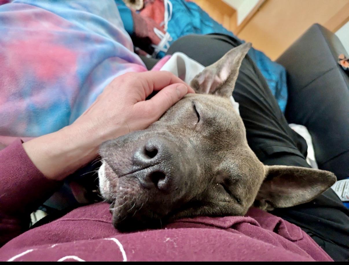 Enlarge Bella, a ADOPTABLE American Staffordshire Terrier in Everett, WA image 2/6