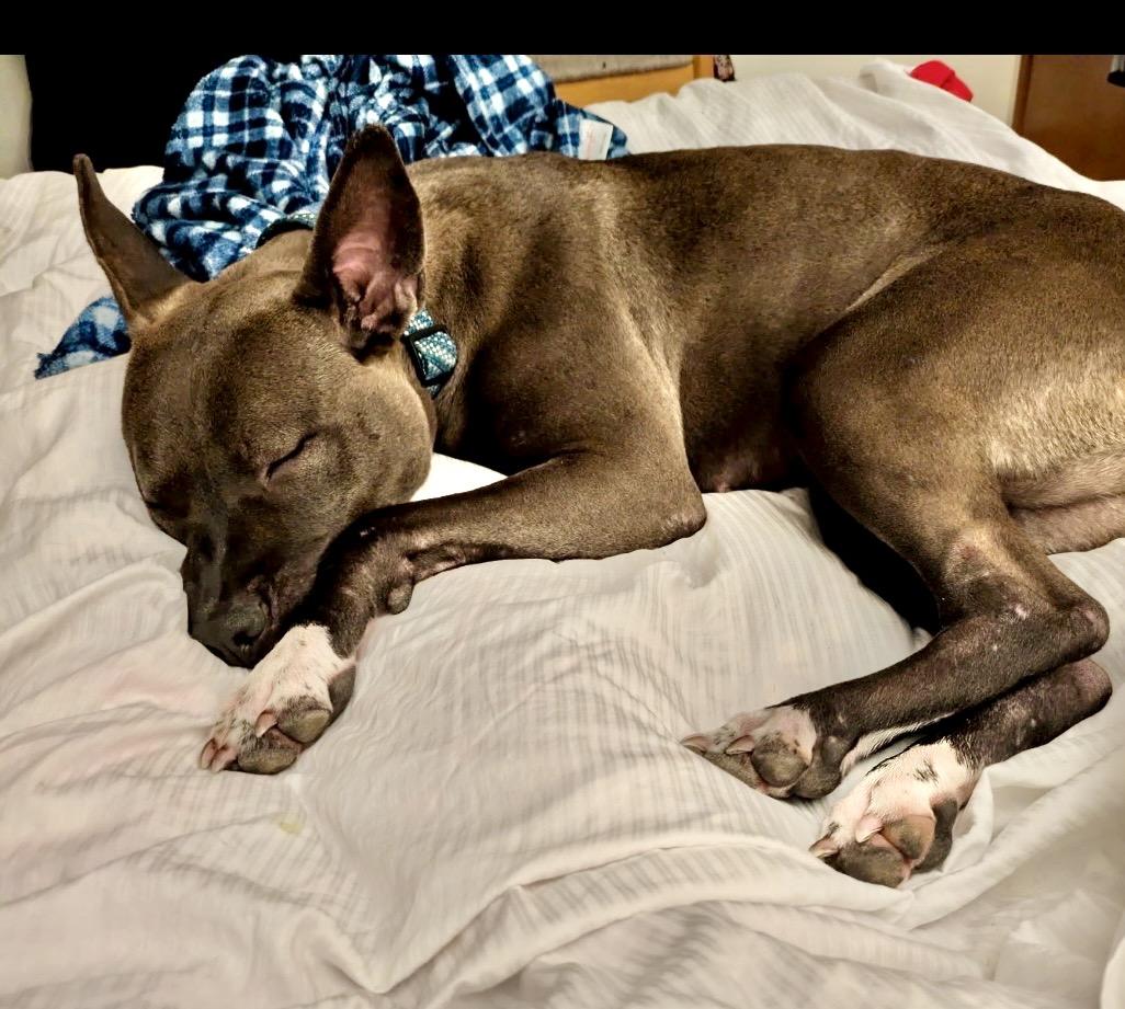 Enlarge Bella, a ADOPTABLE American Staffordshire Terrier in Everett, WA image 5/6