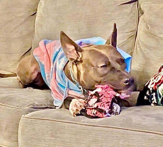 Enlarge Bella, a ADOPTABLE American Staffordshire Terrier in Everett, WA image 3/6