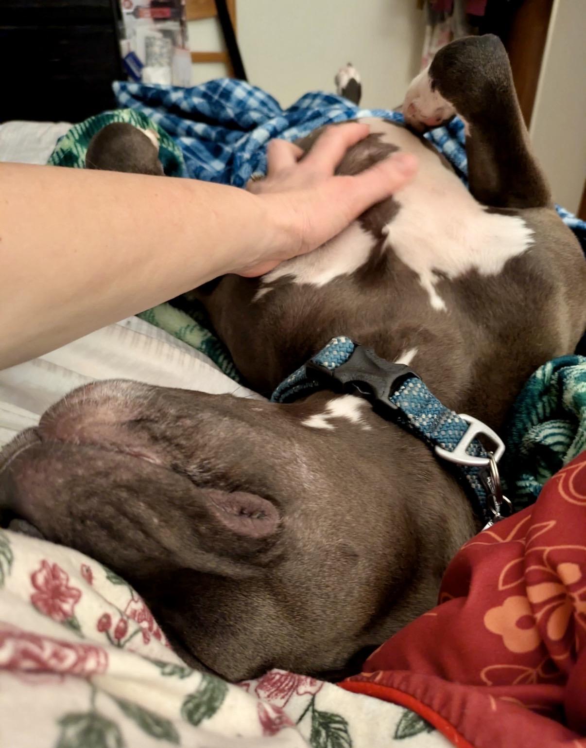 Enlarge Bella, a ADOPTABLE American Staffordshire Terrier in Everett, WA image 4/6