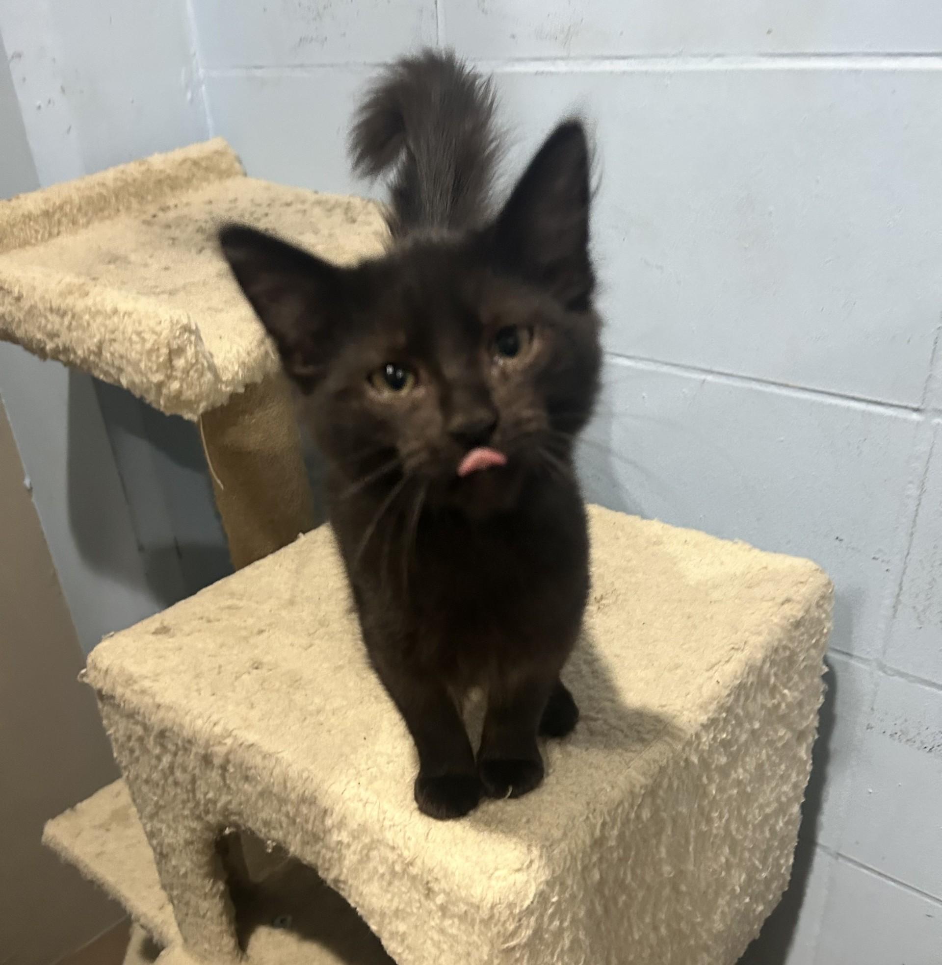 MARIA, Adoptable, Kitten Female Domestic Short Hair.
