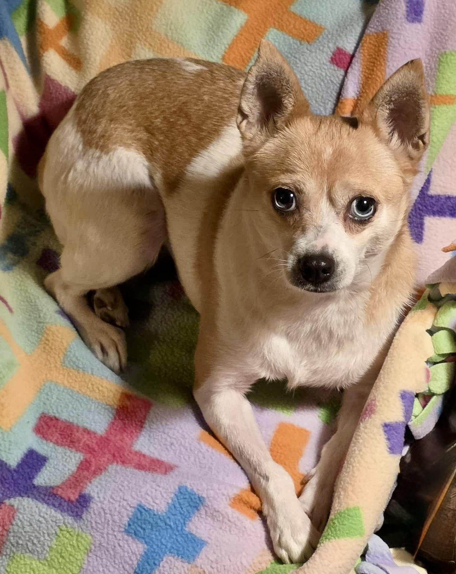 Enlarge Sugar, a Adoptable mixed breed in Riverside, CA image 1/6