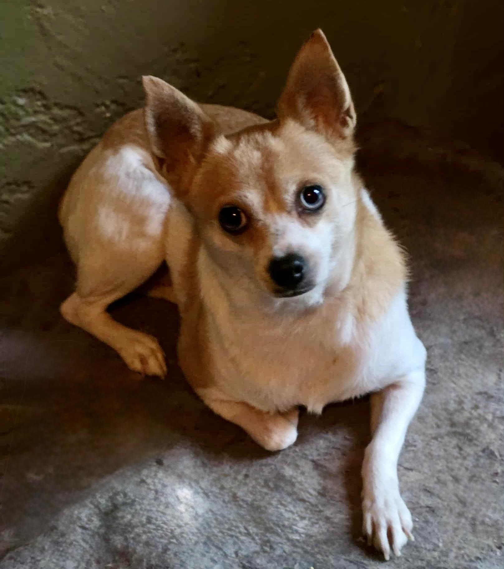 Enlarge Sugar, a Adoptable mixed breed in Riverside, CA image 3/6