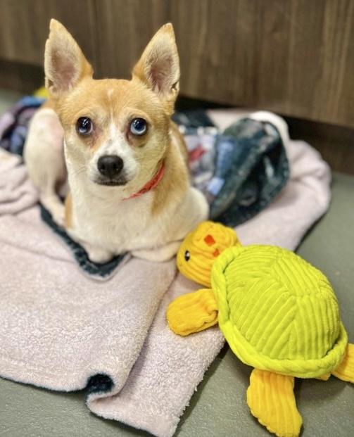 Enlarge Sugar, a Adoptable mixed breed in Riverside, CA image 4/6