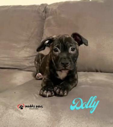 Country Singers Litter: Dolly