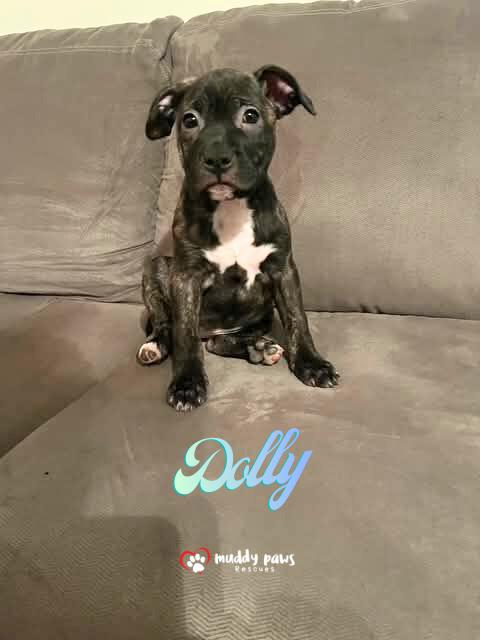 Country Singers Litter: Dolly — thumbnail 3