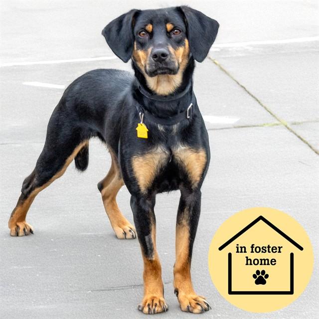 MALLARD, Adoptable, Adult Female Black and Tan Coonhound & Mixed Breed.