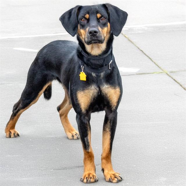 MALLARD, Adoptable, Adult Female Black and Tan Coonhound & Mixed Breed.
