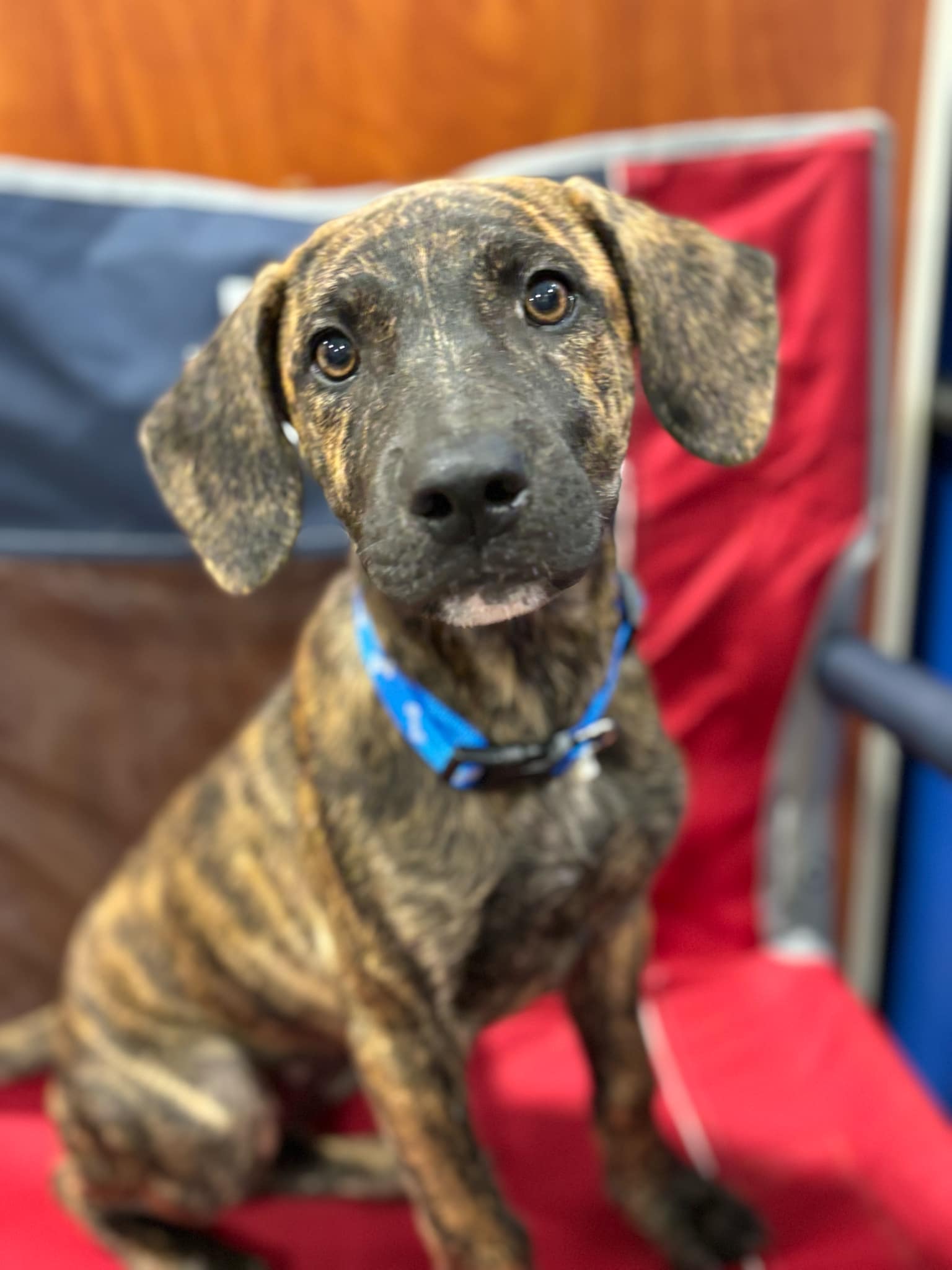 Dog for adoption Dori, a German Spitz & Irish Wolfhound Mix in