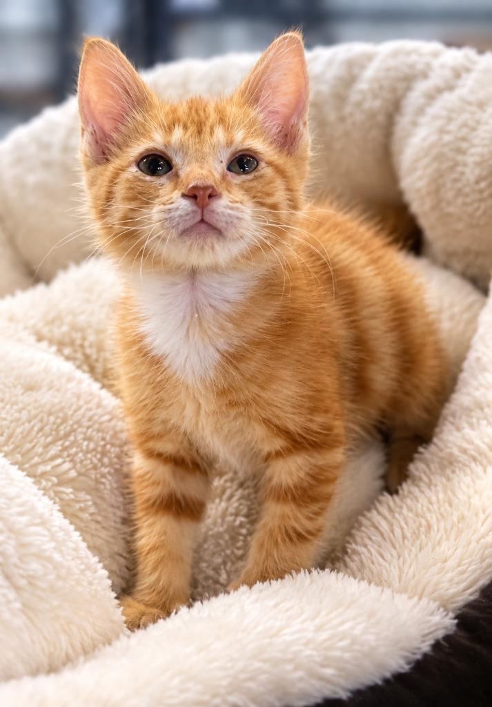 Little Louise, Adoptable, Kitten Female Domestic Short Hair.
