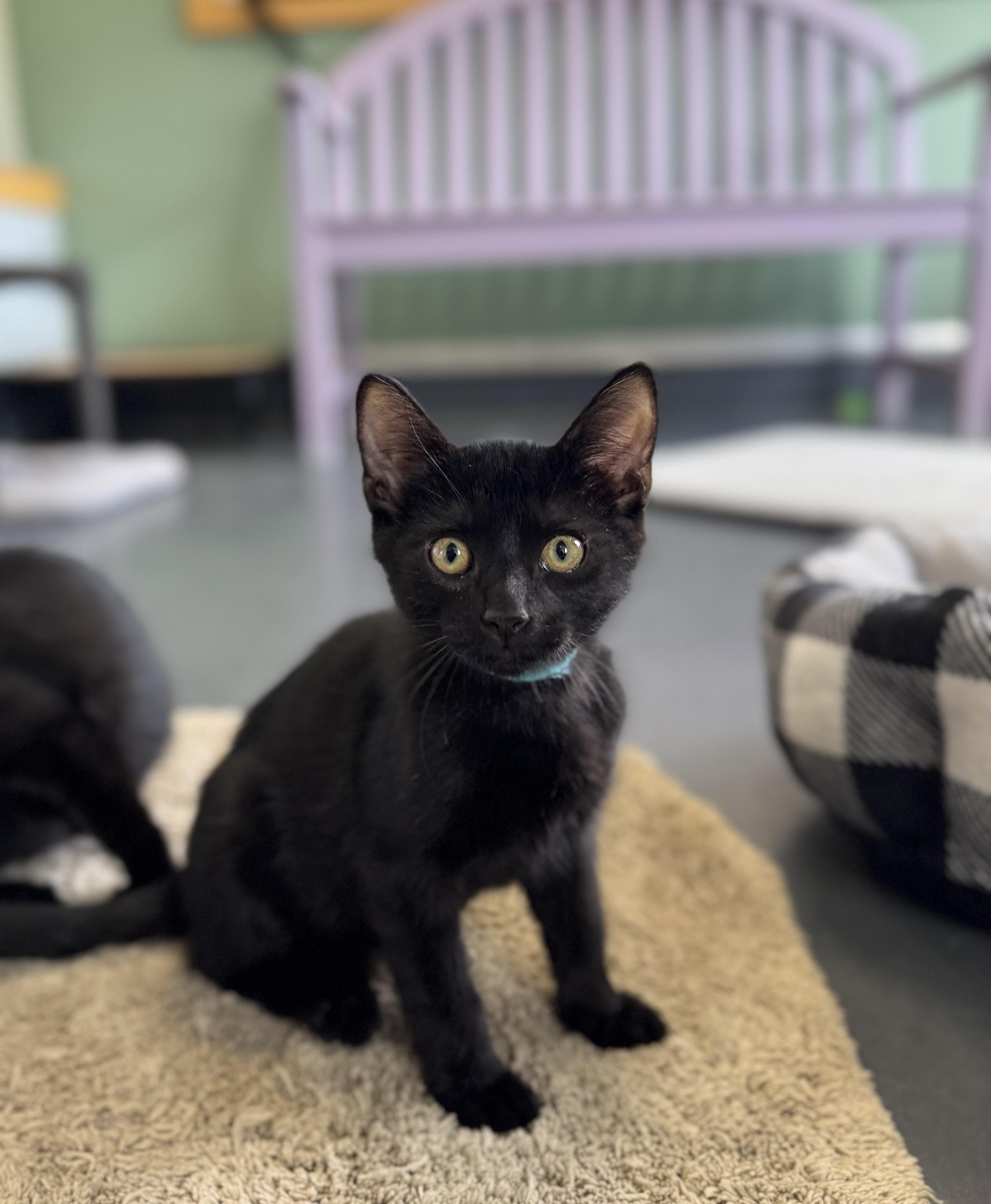 Enlarge Magic, an adoptable Domestic Short Hair in Eagle, CO image 1/6
