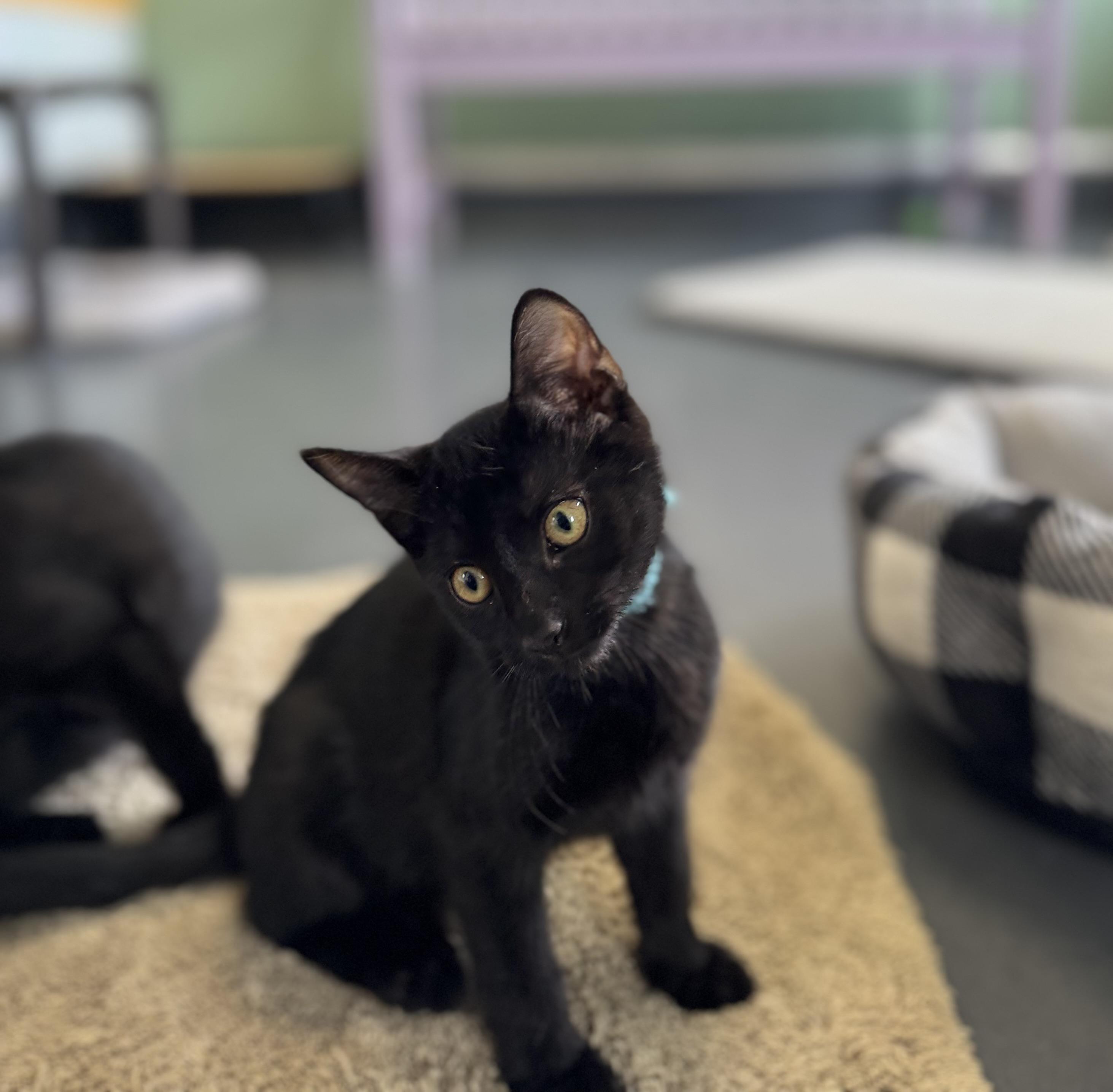 Enlarge Magic, an adoptable Domestic Short Hair in Eagle, CO image 2/6