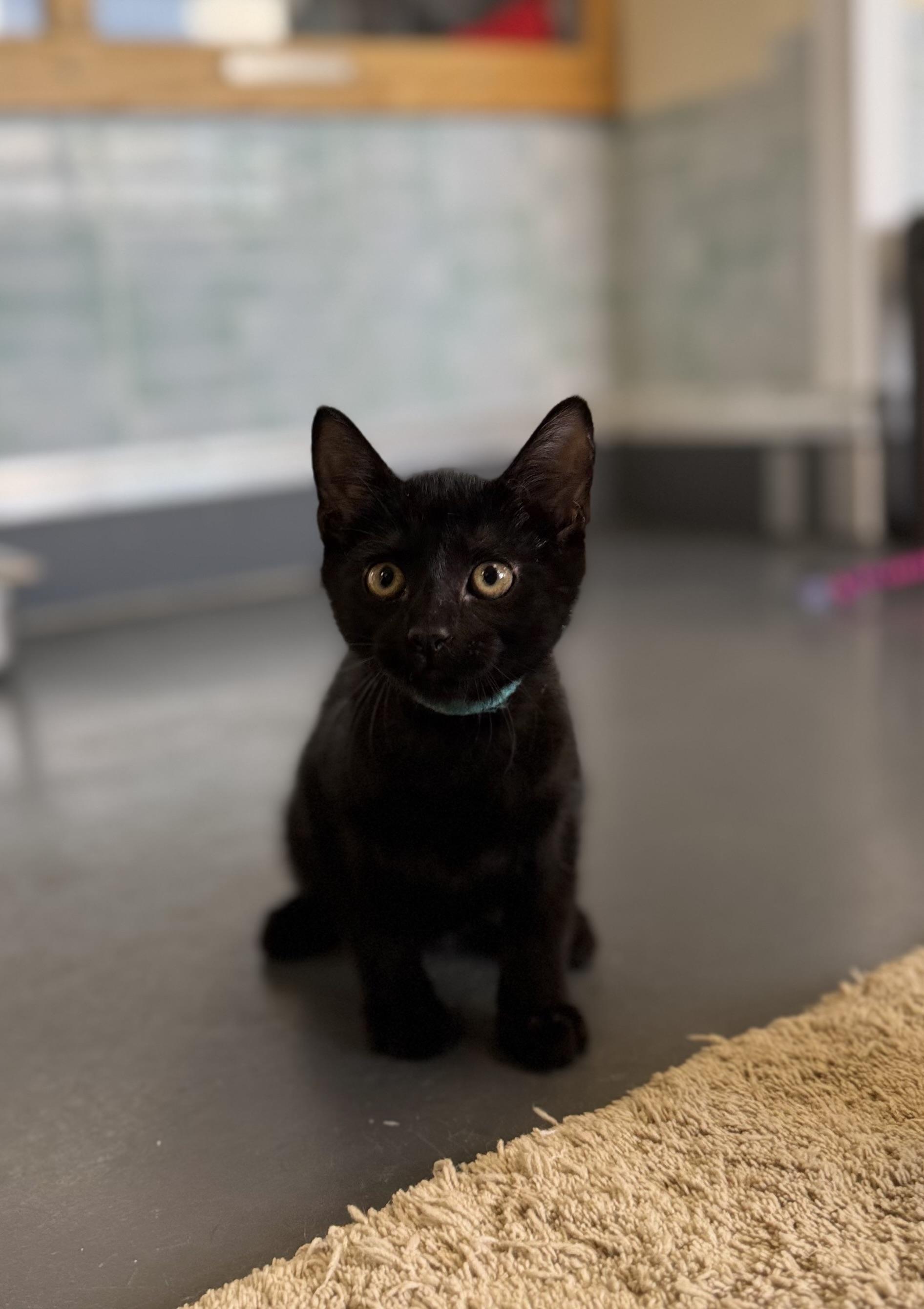 Enlarge Magic, an adoptable Domestic Short Hair in Eagle, CO image 3/6