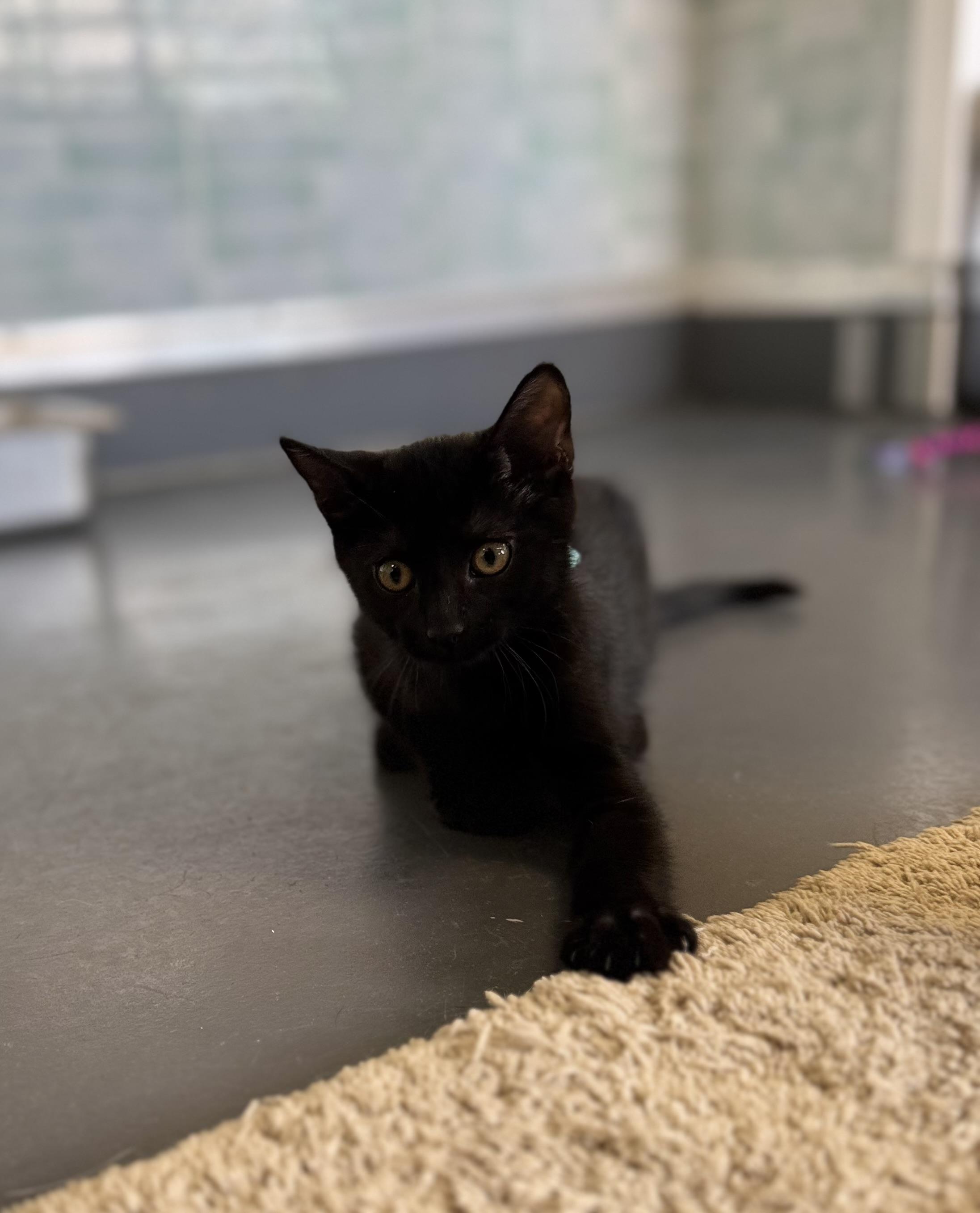 Enlarge Magic, an adoptable Domestic Short Hair in Eagle, CO image 4/6