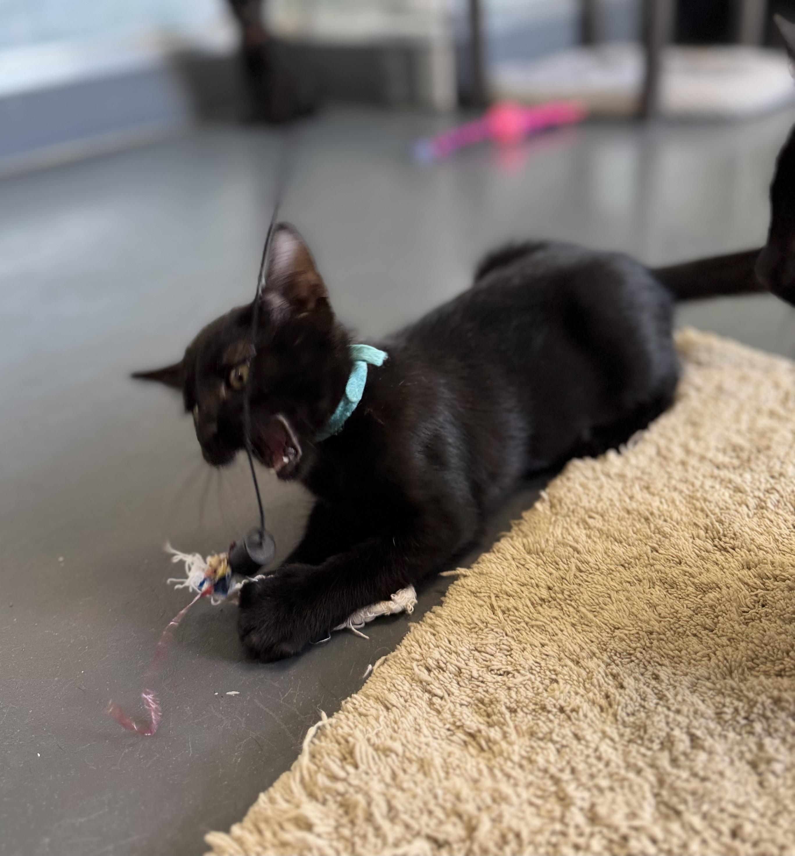 Enlarge Magic, an adoptable Domestic Short Hair in Eagle, CO image 6/6