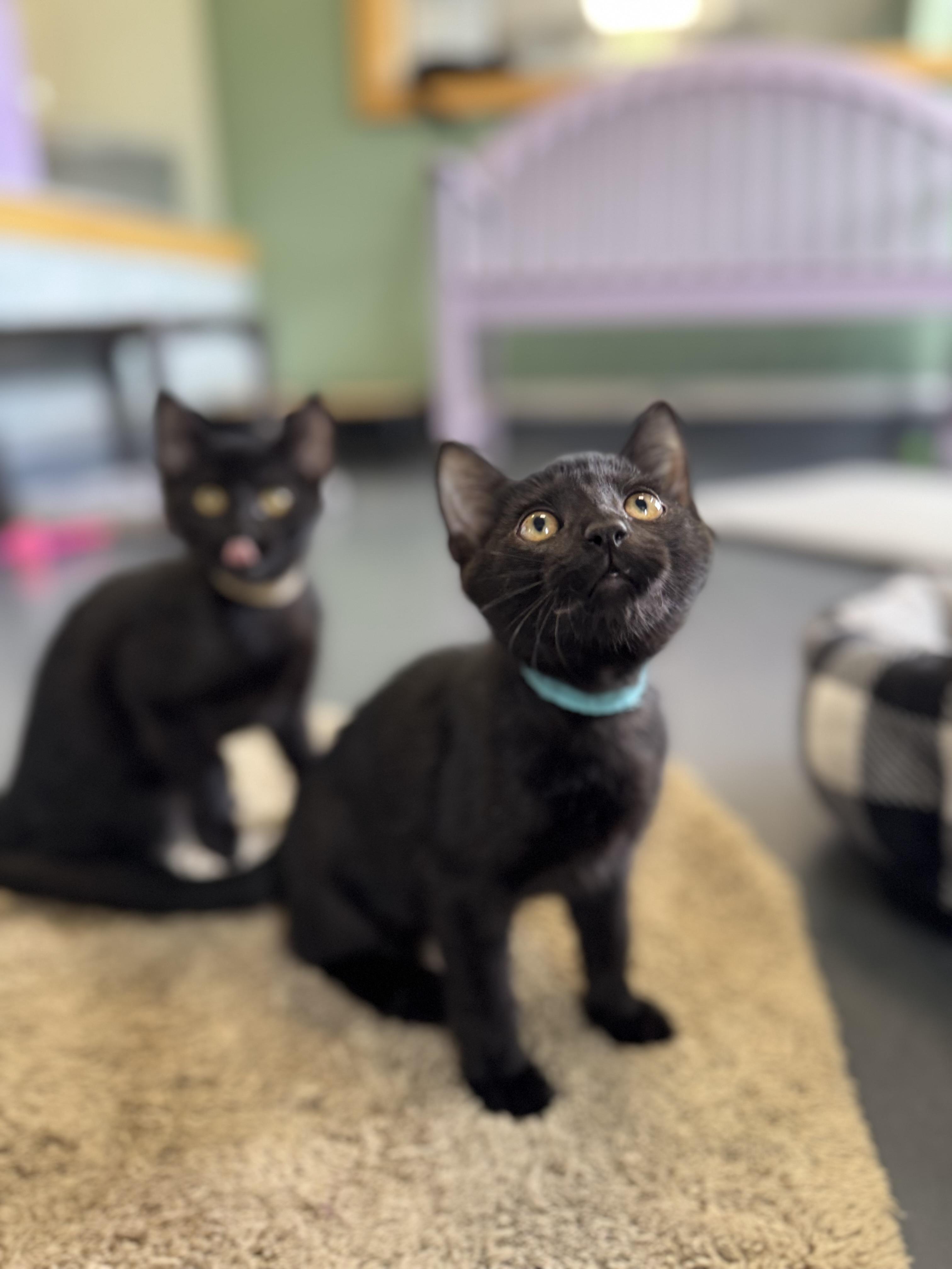 Enlarge Magic, an adoptable Domestic Short Hair in Eagle, CO image 5/6