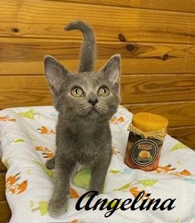 Enlarge Angelina Ballerina, a Adoptable Domestic Short Hair in Raleigh, NC image 3/5