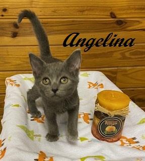 Enlarge Angelina Ballerina, a Adoptable Domestic Short Hair in Raleigh, NC image 4/5