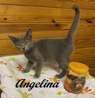 Enlarge Angelina Ballerina, a Adoptable Domestic Short Hair in Raleigh, NC image 2/5